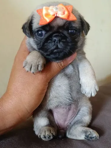 Pug Seu novo companheiro pode estar te esperando agora