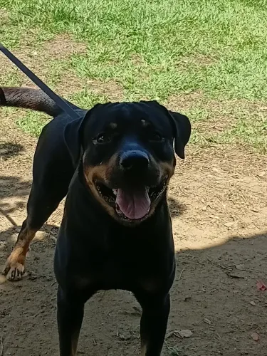 VENDO ROTTWEILER 