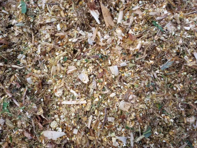 Silagem de Milho de Qualidade com os grãos