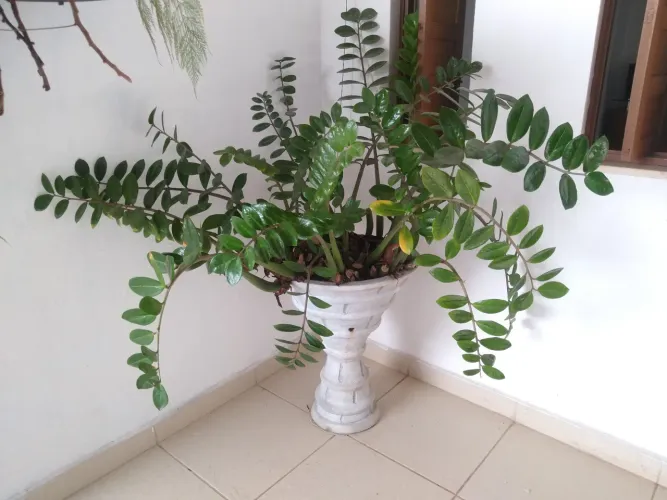 Planta Zamioculca em vaso 