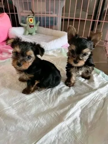 Filhotes de Yorkshire  | Os mais lindos da ninhada!