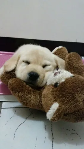 Labrador filhotes com 47 dias a pronta entrega 