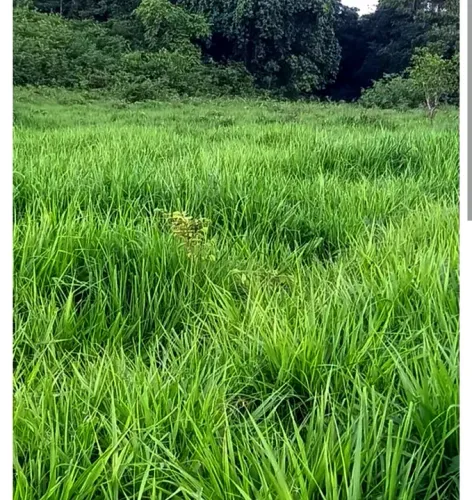Pastagens para o gado 