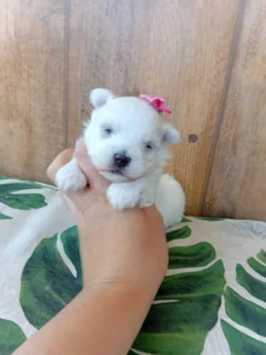 Maltês fêmea micro para reserva. Você não pode perder essa oportunidade!