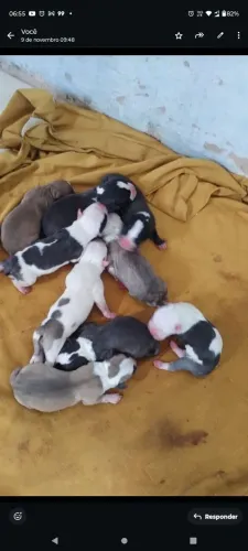 Pitbull American Bully e red nose