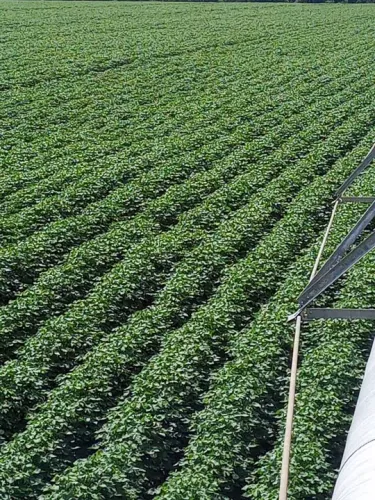 Fazenda 1.800 hect em Itapurah MT. 1.360hect planta.