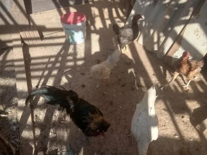 Casal galinha Polonesa (Galinha com 5 dedos)
