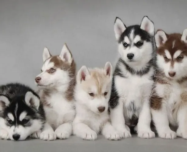 Filhotes de Husky Siberiano carinhoso e afetuoso 