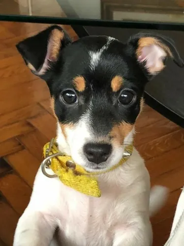 Vende-se Fox Paulistinha!