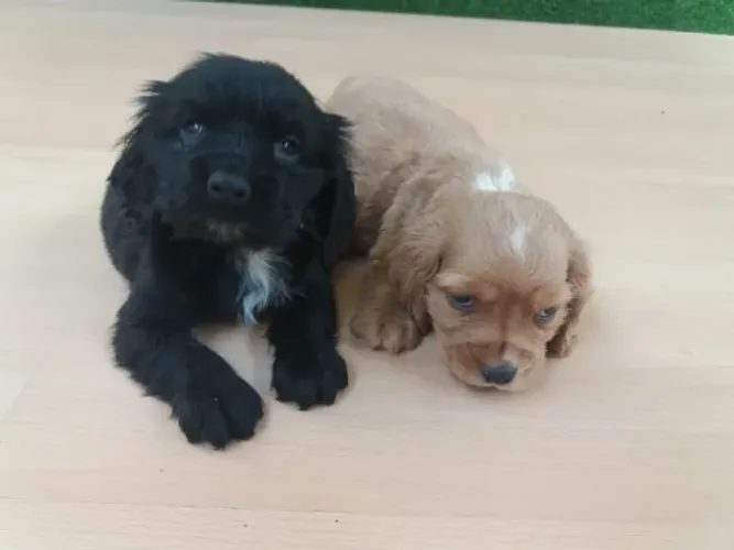 Cocker Spaniel ingles Filhotes de mais alto padrão da raça