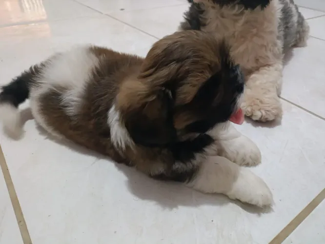 Cachorro shih tzu puro filhote vacinado