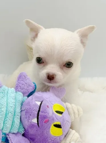 VALOR ESPECIAL!! Chihuahua com Estrutura Mini - Pronto para novo lar