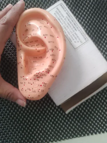 Modelo de Orelha de Acupuntura