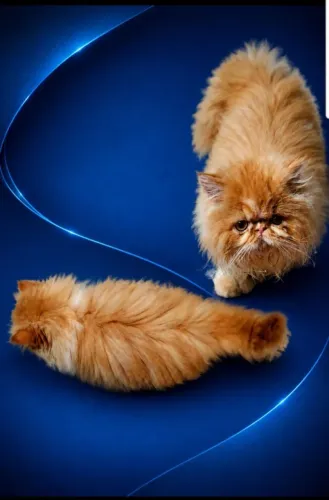 Filhote de Gato Persa Macho - Raça Pura
