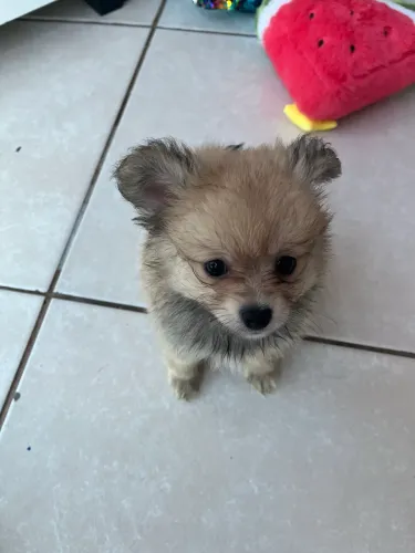 Lindo Lulu da Pomerânea macho