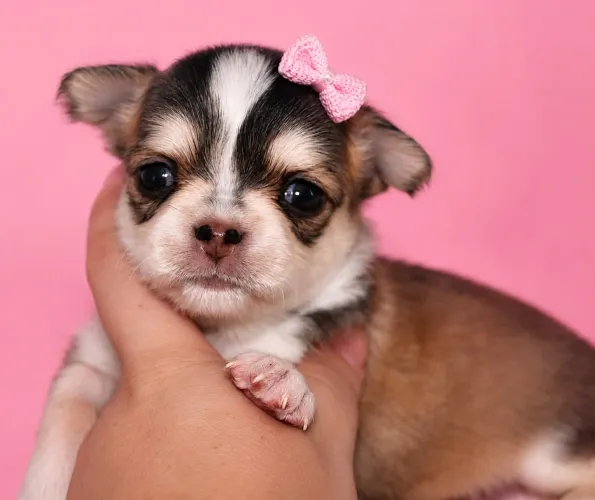 Chihuahua fêmea pelo curto agouti husky pedigree