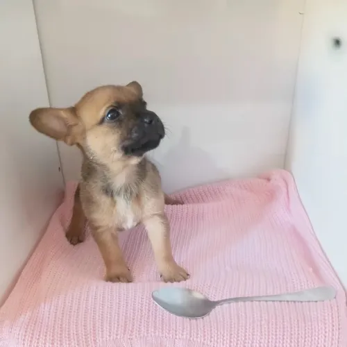 Filhote de chihuahua fêmea leia ao anúncio
