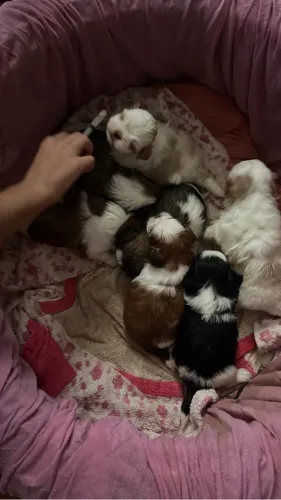 Filhote de lhasa apso