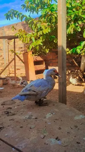 Patos lavanda 