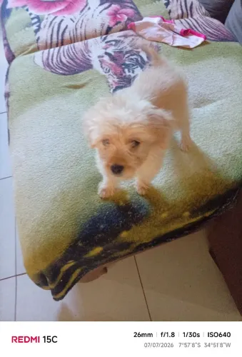 Vendo poodle