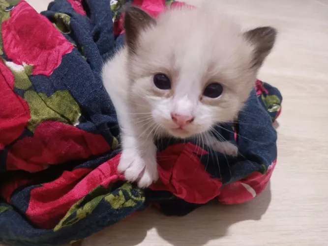 Doação de filhotes de gatos