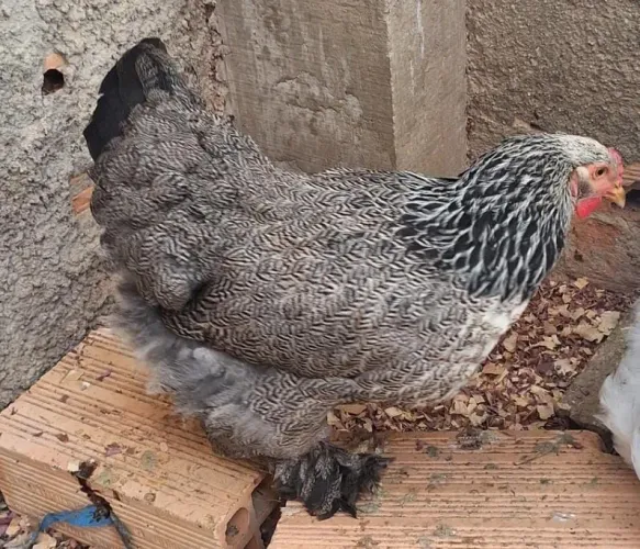 Galinha brahma dark