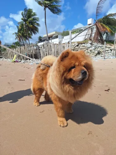 Chow chow a procura de namorada 