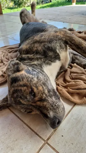 Doação de cachorrinho