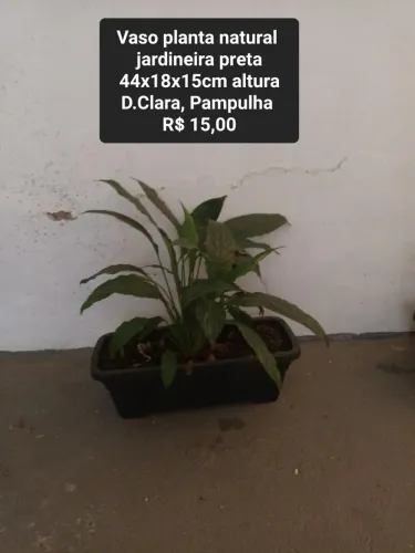 Vasos plantas naturais, jardineiras retangulares