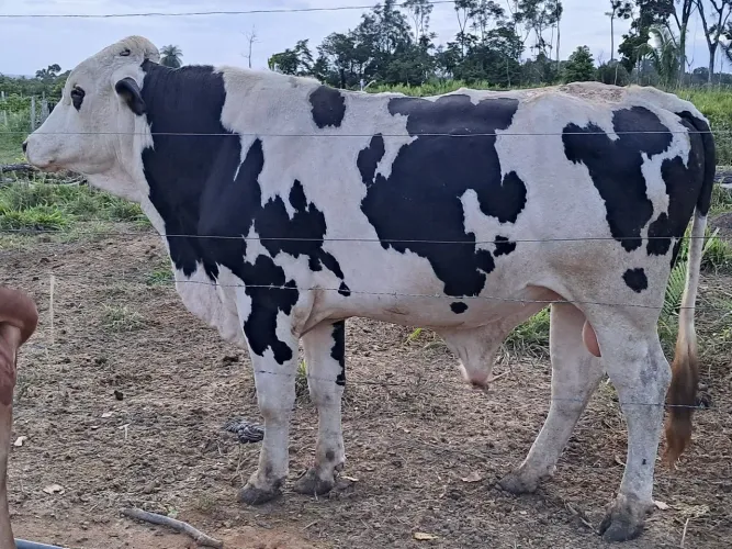 Garrote Holandês