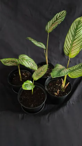 Maranta Riscada