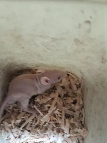 A3M- Twister Hairless ( leia a descrição do anúncio )