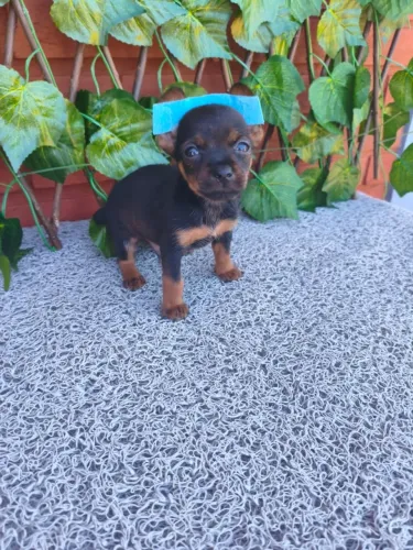 Filhote de Pinscher fofinho e companheiro