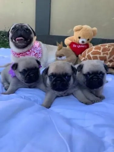 Pug pronta entrega somente macho 