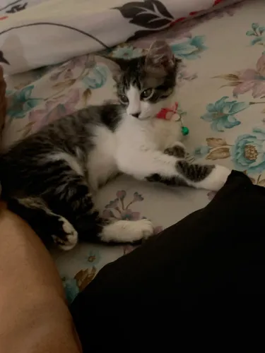 Estou doando gata