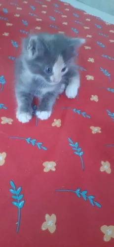 Filhotes de Gatos para doação duas fêmeas e um macho