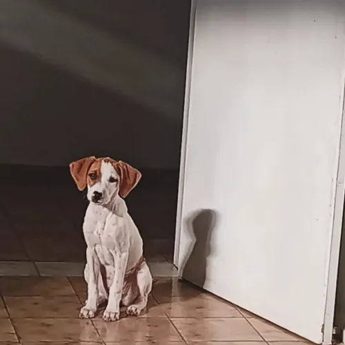 Adoção de cachorrinha