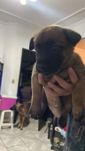 Filhotes de pastor Belga de Malinois 