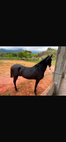 Vendo cavalo mangalarga marchador