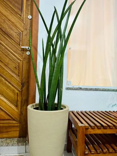 Planta natural, vaso e prato. Kit luxuoso! Lança De São Jorge Grande, Sansevieria