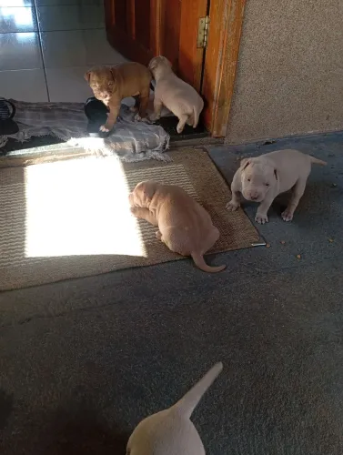Filhotes de Pitbull com pit monster
