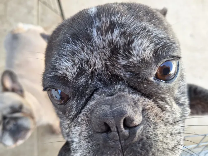 Bulldog Francês Macho