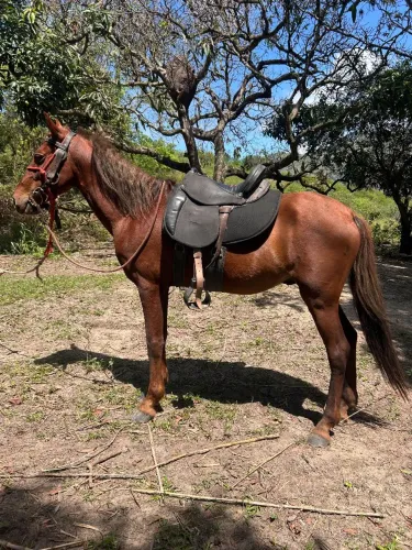 VENDE-SE CAVALO