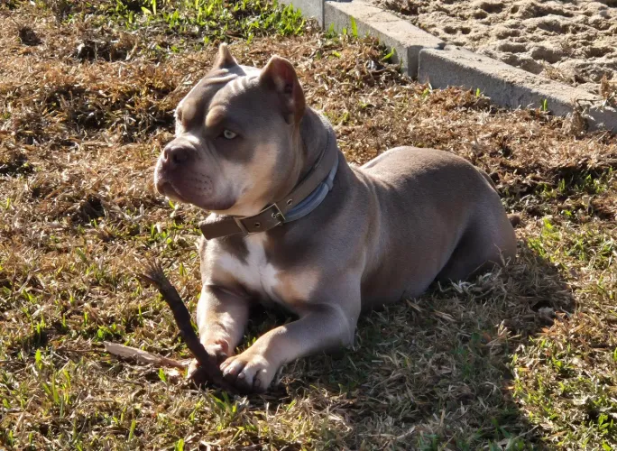 American bully pocket