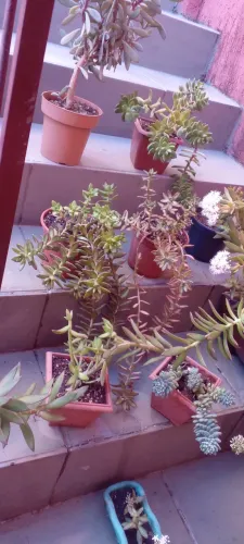 Vendendo coleção suculentas com flores