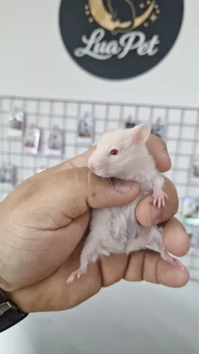 Hamster