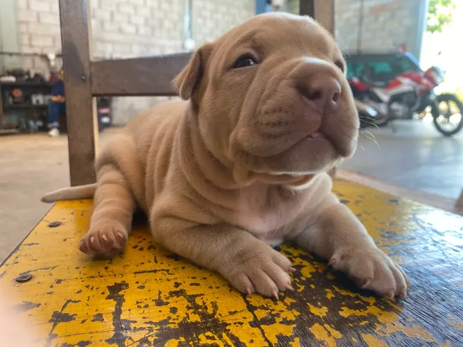 American bull legitimo 
