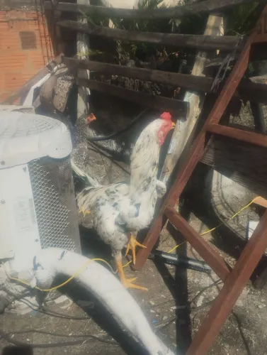 Galo pintado e galinha pedrês,os excelente qualidade.