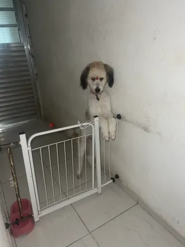 Estou doando essa cachorra poodle mesclada, fêmea 2 anos