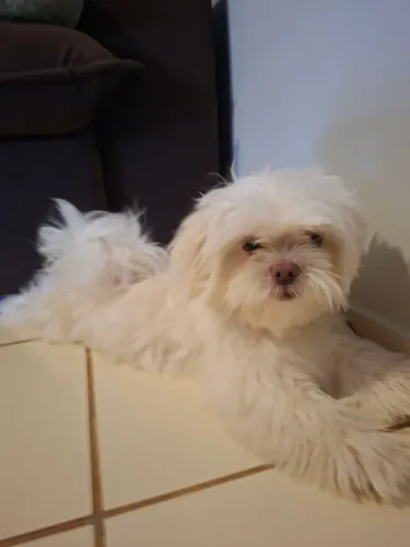 Cachorro Maltês 